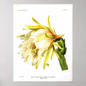 Vintager botanischer Kaktus Poster (Vorne)