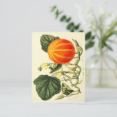 Vintager botanischer Kürbisdruck. Postkarte (Stehend Vorderseite)