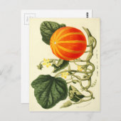 Vintager botanischer Kürbisdruck. Postkarte (Vorne/Hinten)