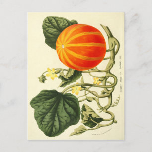 Vintager botanischer Kürbisdruck. Postkarte