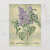 Vintager botanischer Lila Lilac Syringa Vulgaris Postkarte (Vorderseite)
