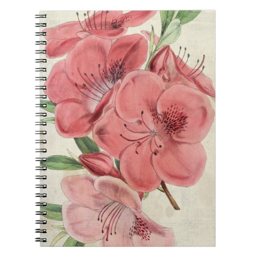 Vintager botanischer Magnet Azalea Notizblock (Vorderseite)