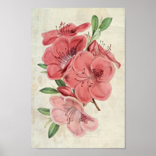 Vintager botanischer Magnet Azalea Poster (Vorne)