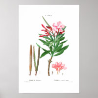 VINTAGER BOTANISCHER "OLEANDER" REDOUTÉ