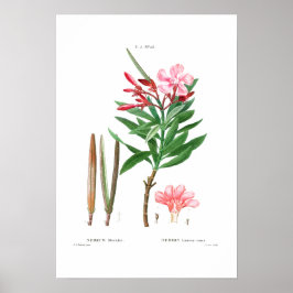 VINTAGER BOTANISCHER "OLEANDER" REDOUTÉ POSTER