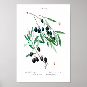 VINTAGER BOTANISCHER "OLIVE" REDOUTÉ POSTER