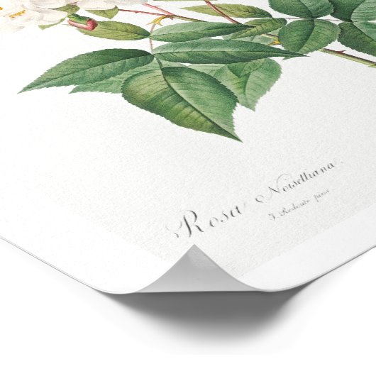 VINTAGER BOTANISCHER PINKROSE-LUSTRATIONSPLATZ POSTER (Ecke)