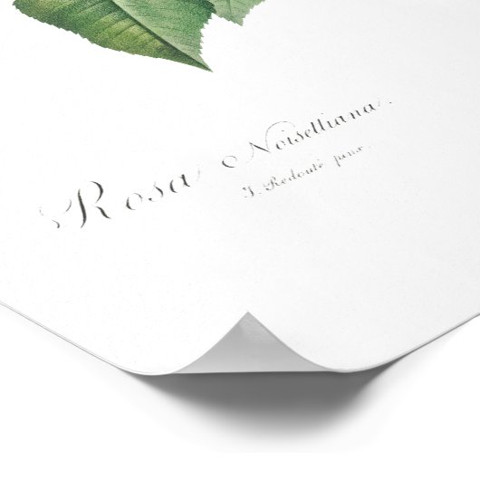 VINTAGER BOTANISCHER PINKROSE-LUSTRATIONSPLATZ POSTER (Ecke)