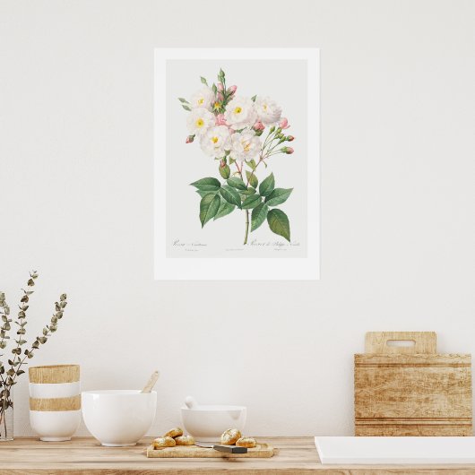 VINTAGER BOTANISCHER PINKROSE-LUSTRATIONSPLATZ POSTER (Küche)