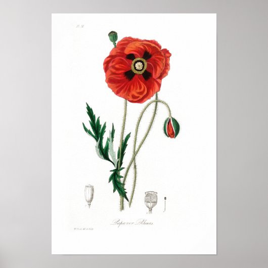 VINTAGER BOTANISCHER POPPY-ILLUSTRATIONSPARSTER POSTER (Vorne)