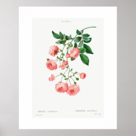 VINTAGER BOTANISCHER RAMBLER ROSE POSTER