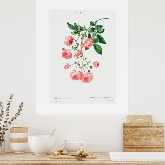 VINTAGER BOTANISCHER RAMBLER ROSE POSTER (Küche)