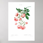 VINTAGER BOTANISCHER RAMBLER ROSE POSTER (Vorne)
