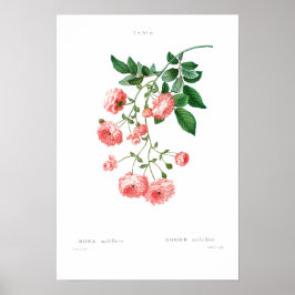 VINTAGER BOTANISCHER RAMBLER ROSE POSTER