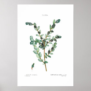 VINTAGER BOTANISCHER REDOUTÉ "CREEPING WILLOW" POSTER