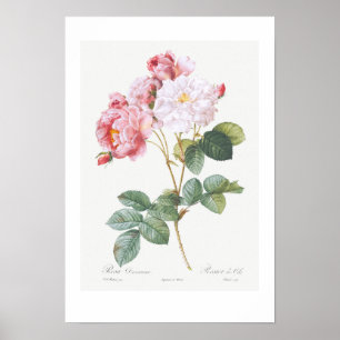 VINTAGER BOTANISCHER "ROSEBUSH" REDOUTÉ POSTER