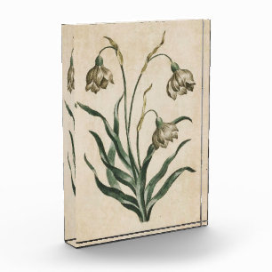 Vintager botanischer Schneefall Fotoblock