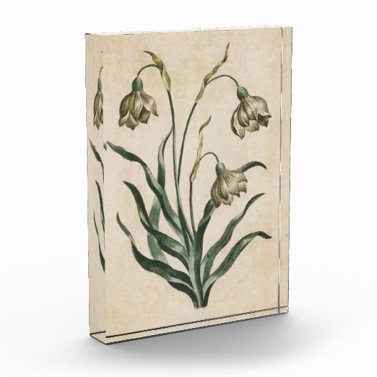 Vintager botanischer Schneefall Fotoblock (Links)