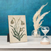 Vintager botanischer Schneefall Fotoplatte (Seite)