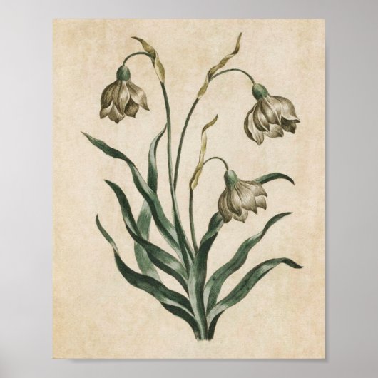 Vintager botanischer Schneefall Poster (Vorne)