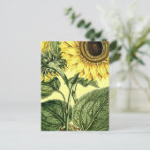Vintager botanischer Sonnenblumen Garten Frühjahr  Postkarte (Stehend Vorderseite)