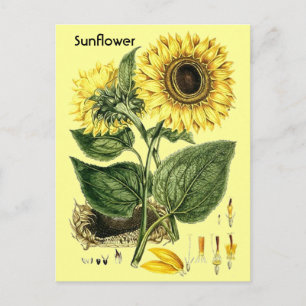 Vintager botanischer Sonnenblumen Garten Frühjahr  Postkarte