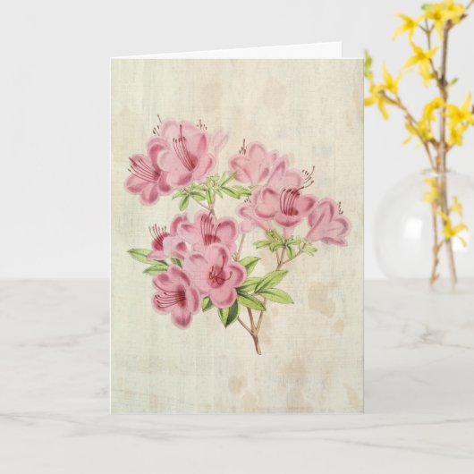 Vintager botanischer Standischer Hybrid-Azalea Karte (Gelbe Blume)