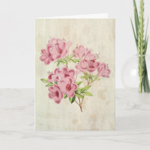 Vintager botanischer Standischer Hybrid-Azalea Karte