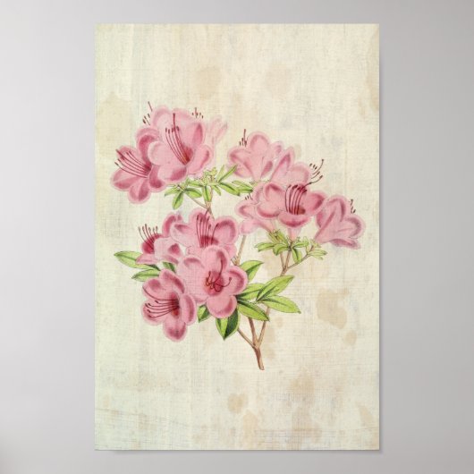Vintager botanischer Standischer Hybrid-Azalea Poster (Vorne)