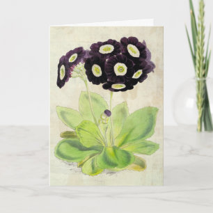 Vintager botanischer Volunteer Auricula Karte