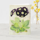 Vintager botanischer Volunteer Auricula Karte (Gelbe Blume)