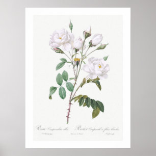 VINTAGER BOTANISCHER WEISSER ROSE POSTER