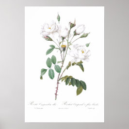 VINTAGER BOTANISCHER WEISSER ROSE POSTER