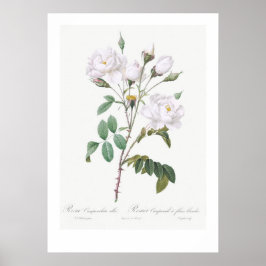 VINTAGER BOTANISCHER WEISSER ROSE POSTER