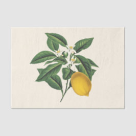 Vintager Botanischer Zitronenfruchtblossom Seidenpapier