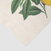 Vintager Botanischer Zitronenfruchtblossom Seidenpapier (Ausschnitt)