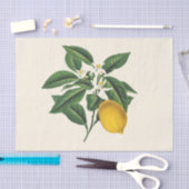 Vintager Botanischer Zitronenfruchtblossom Seidenpapier (Handwerk)
