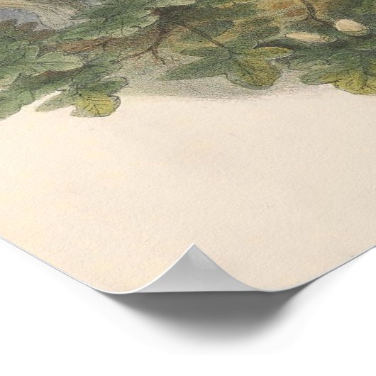 Vintager Bussard Poster (Ecke)