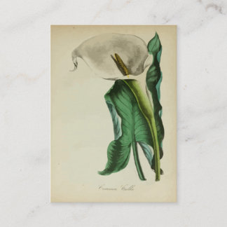 Vintager Calla-Lilien-Blume| botanischer Visitenkarte