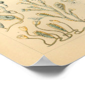 Vintager Campanariae Colour Ernst Haeckel Art Prin Poster (Ecke)