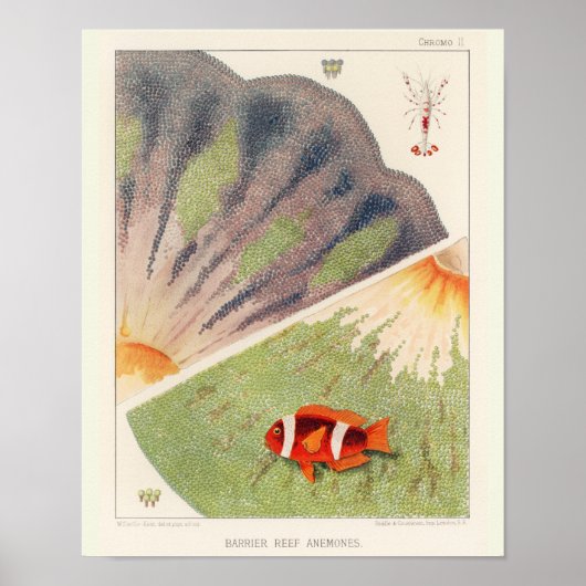 Vintager Clownfisch Großes Barrier Reef Fische 10 Poster (Vorne)
