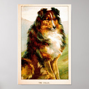Vintager Collie-Hund Poster