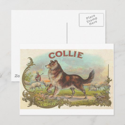 Vintager Collie-Hund Postkarte (Vorne/Hinten)