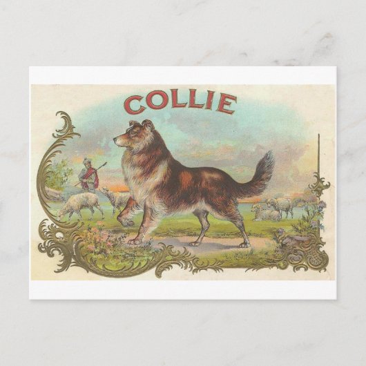 Vintager Collie-Hund Postkarte (Vorderseite)