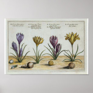 Vintager Crocus Print Poster