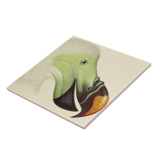 Vintager Dodoleiter Fliese (Seite)