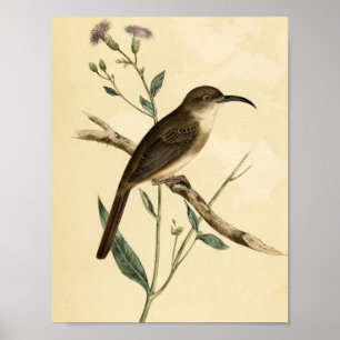 Vintager Drossel-Vogel Poster