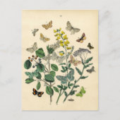 Vintager Druck - Lepidoptera - Motten u. Postkarte (Vorderseite)
