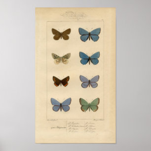 Vintager Druck - Polyommatus - Motten u. Poster