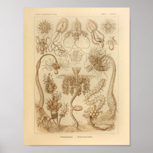 Vintager Druck Tubulariae Farbernst Haeckel Poster